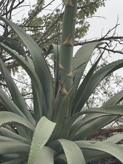 Agave aurea aurea