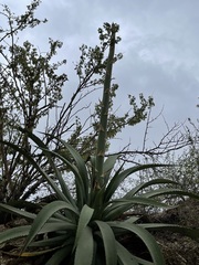 Agave aurea aurea