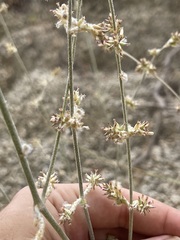 Froelichia xantusii