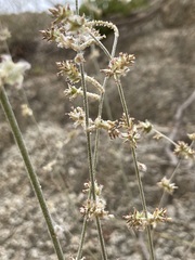 Froelichia xantusii