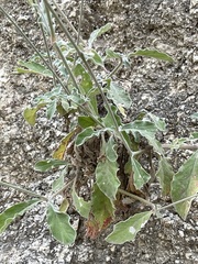 Froelichia xantusii