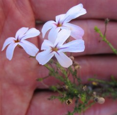 Jamesbrittenia aspalathoides
