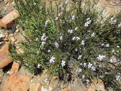 Jamesbrittenia aspalathoides