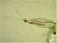 Eremochrysa punctinervis