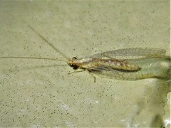 Eremochrysa punctinervis