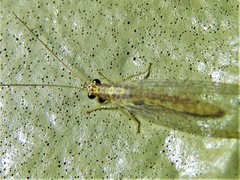 Eremochrysa punctinervis