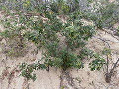 Senna villosa