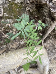 Pellaea ternifolia brandegeei