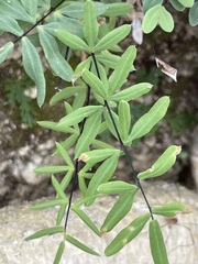Pellaea ternifolia brandegeei