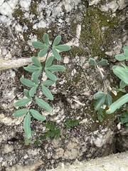 Pellaea ternifolia brandegeei