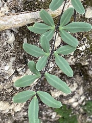 Pellaea ternifolia brandegeei