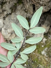 Pellaea ternifolia brandegeei