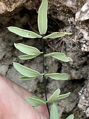 Pellaea ternifolia brandegeei
