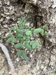 Pellaea ternifolia brandegeei