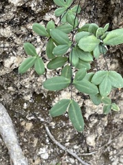 Pellaea ternifolia brandegeei