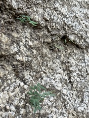 Pellaea ternifolia brandegeei