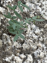 Pellaea ternifolia brandegeei