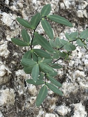 Pellaea ternifolia brandegeei