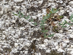 Pellaea ternifolia brandegeei