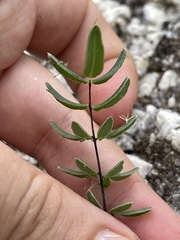 Pellaea ternifolia brandegeei