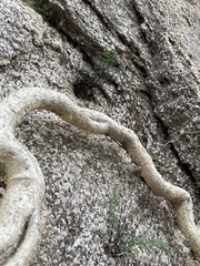 Pellaea ternifolia brandegeei