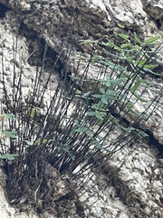 Pellaea ternifolia brandegeei