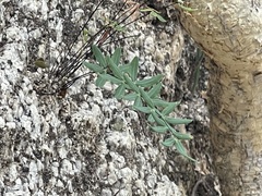 Pellaea ternifolia brandegeei