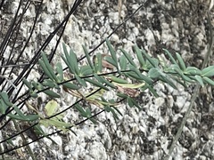 Pellaea ternifolia brandegeei