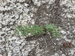 Pellaea ternifolia brandegeei