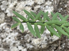 Pellaea ternifolia brandegeei