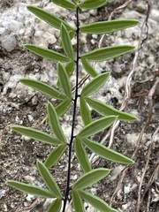 Pellaea ternifolia brandegeei