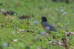 Turdus dissimilis
