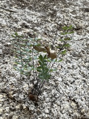 Pellaea ternifolia brandegeei