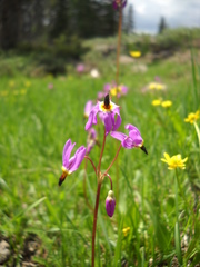 Primula pauciflora pauciflora
