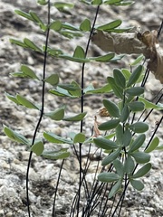 Pellaea ternifolia brandegeei