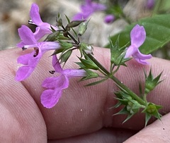 Stachys tenerrima