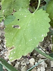 Stachys tenerrima