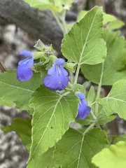 Salvia similis
