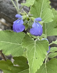 Salvia similis