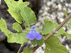 Salvia similis