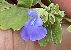 Salvia similis