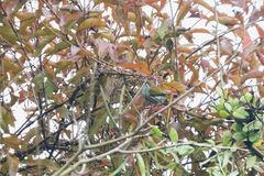 Dicaeum chrysorrheum