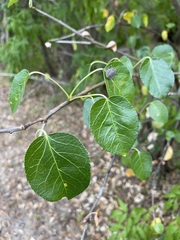 Jatropha vernicosa