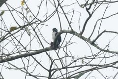 Microhierax melanoleucos