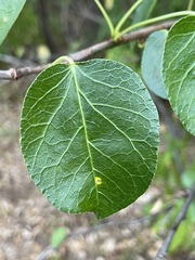 Jatropha vernicosa