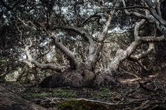 Eucalyptus diversifolia diversifolia