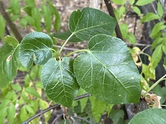 Jatropha vernicosa