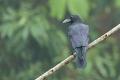 Corvus macrorhynchos levaillantii