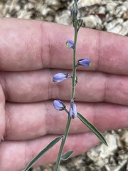 Polygala magdalenae