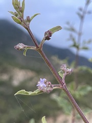 Condea decipiens